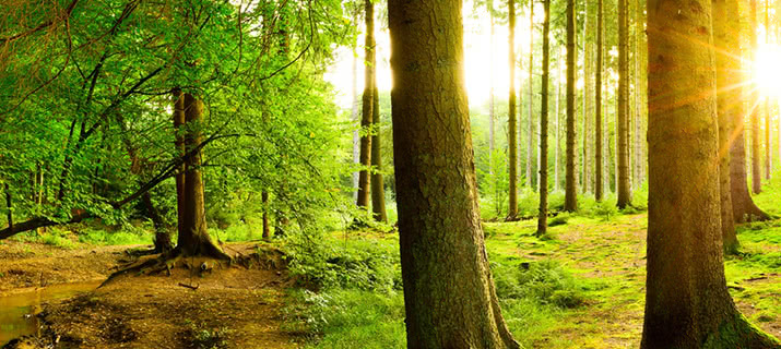 Emozionale sugli alberi shop macro